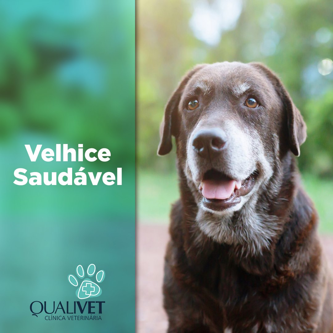 Velhice Saudvel